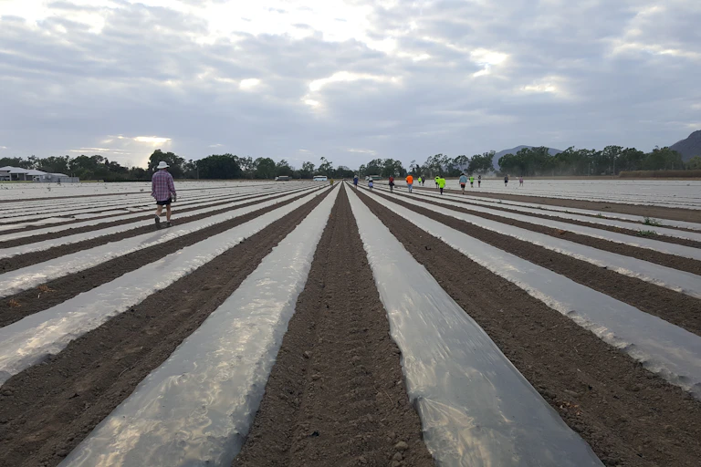 Melon crop, Queensland