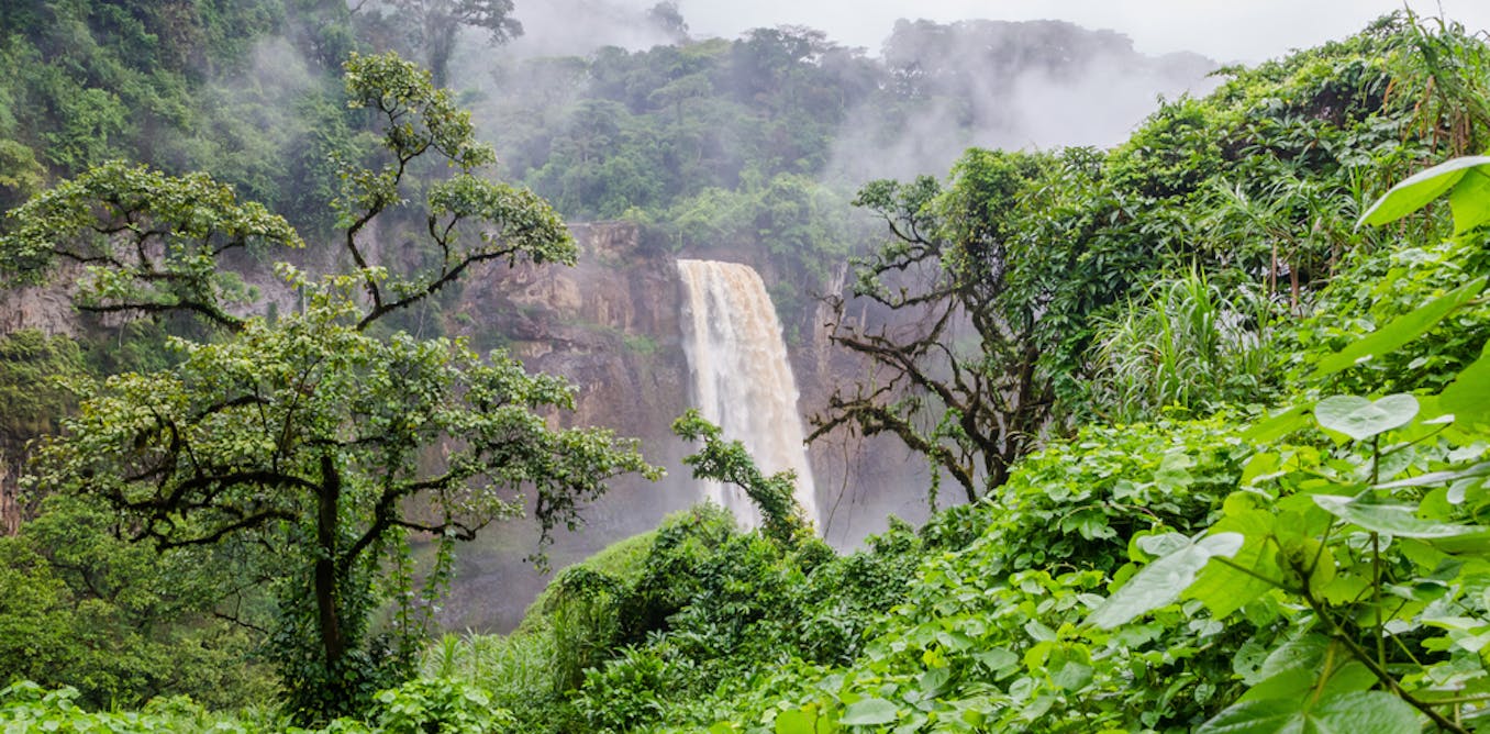 Africa's forests have value for the whole world. All must pay for them