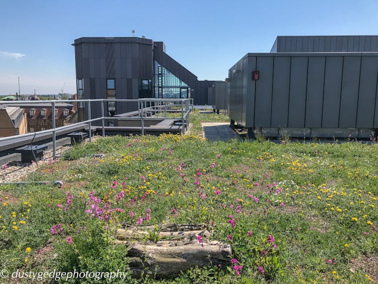 Biodiverse green roof at the David Attenborough building in Cambridge