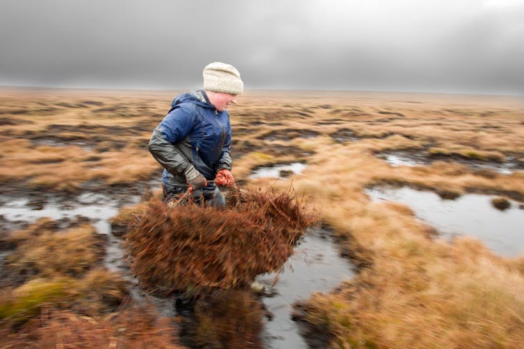 A person in peatland