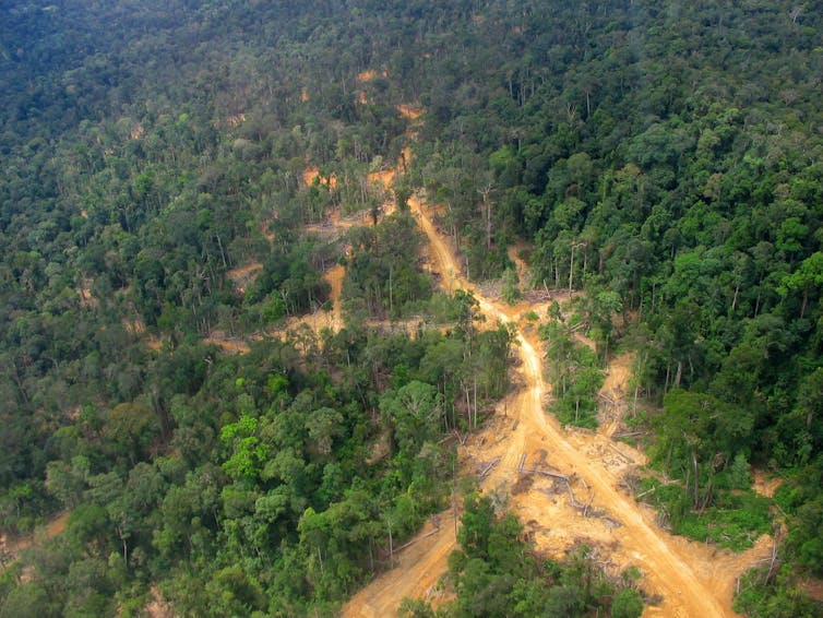 Logging road