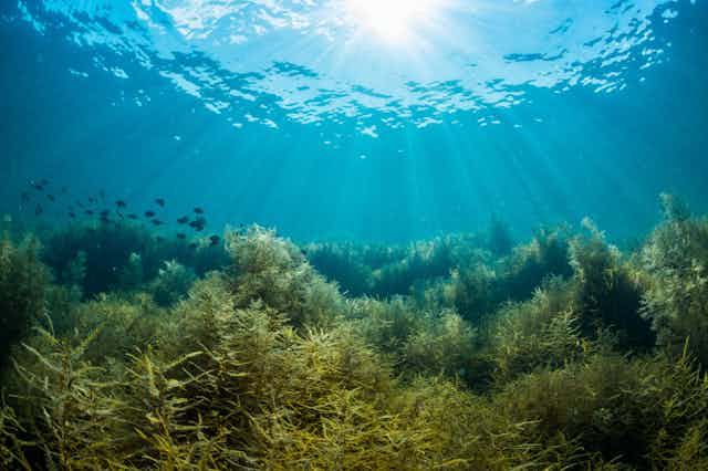 A forest of seaweed growing under the sea