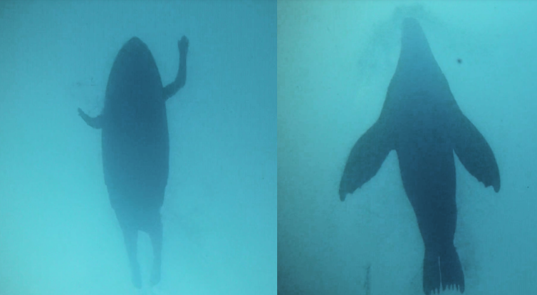 Shark's-eye images of surfer and seal