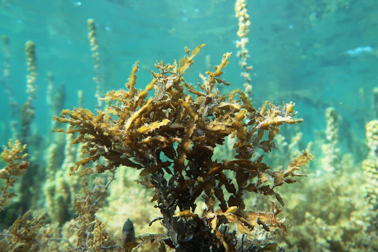 The brown sea algae Hormophysa cuneiformis