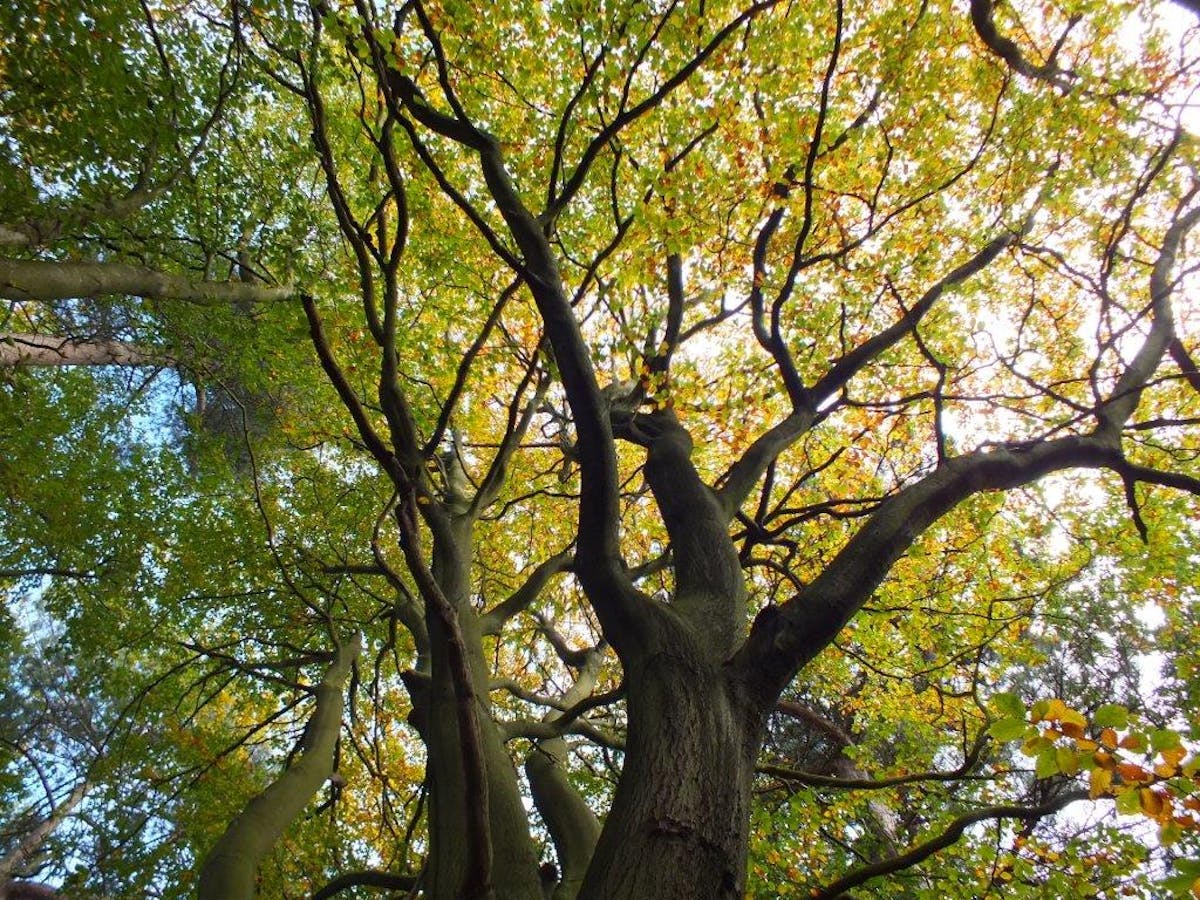 cop26 how unlocking nature s power can help the uk step up its fight against climate change