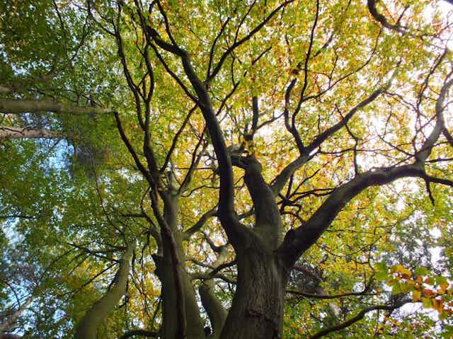 A tree viewed from below