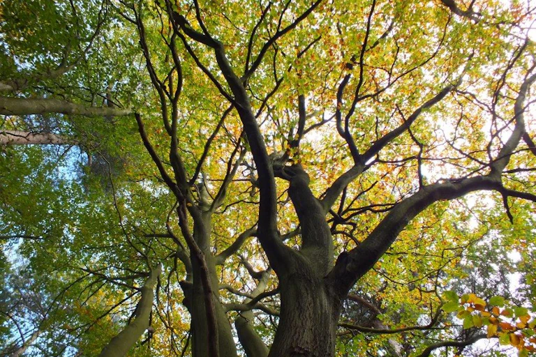 A tree viewed from below
