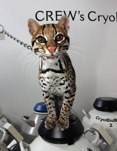 leashed ocelot stands atop cryo tanks