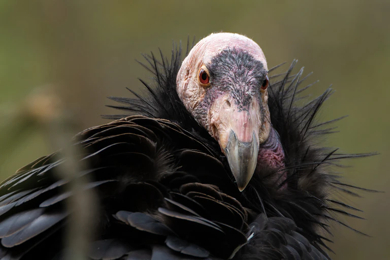 Un condor de Californie vous regarde.