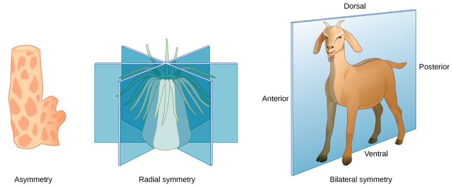 Three body plan symmetries of animals (asymmetrical, radial and bilateral), including a sea sponge, jelly, and goat