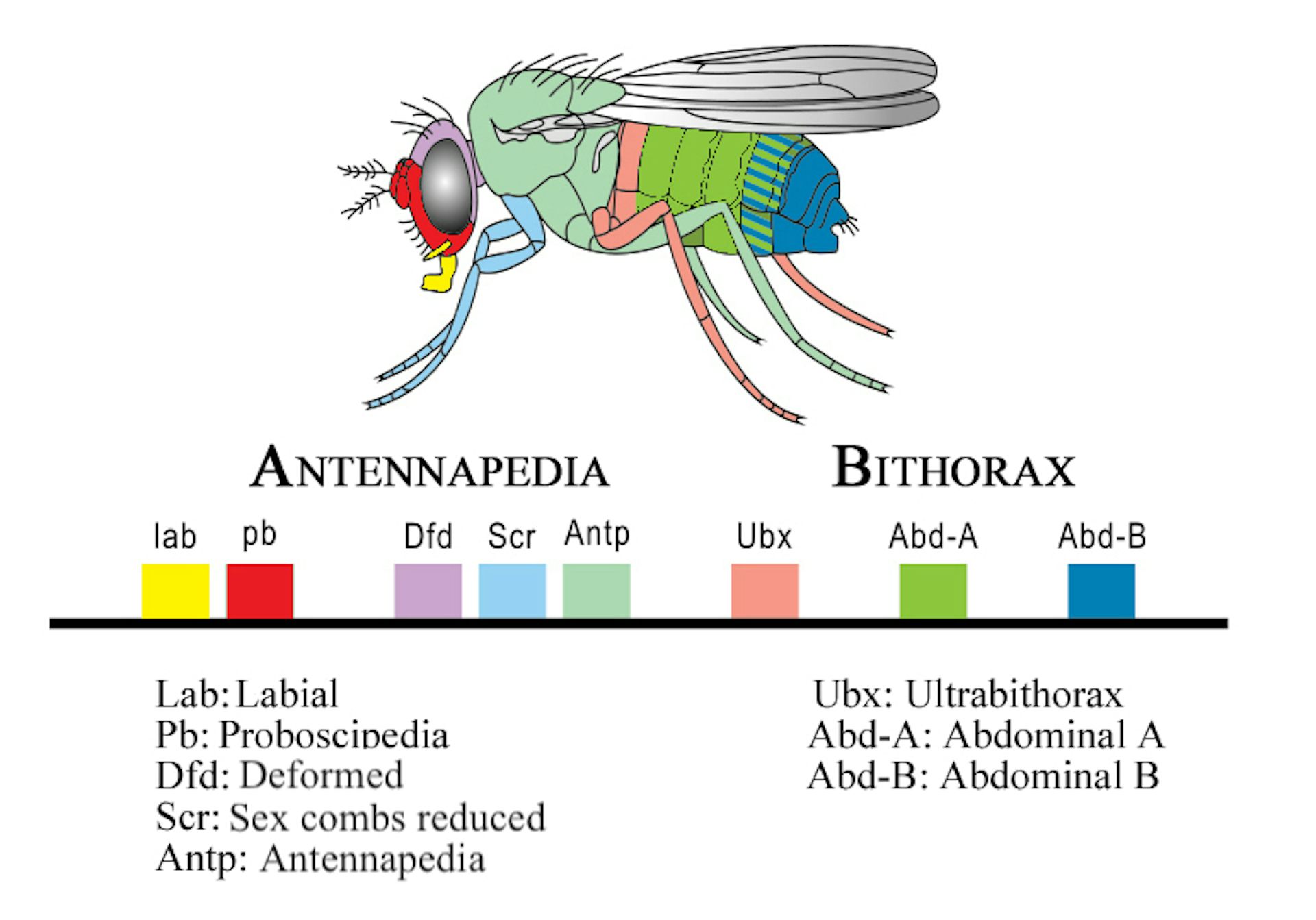 Drosophola or fruir tfly Hox genes and their corresponding body parts in colored regions