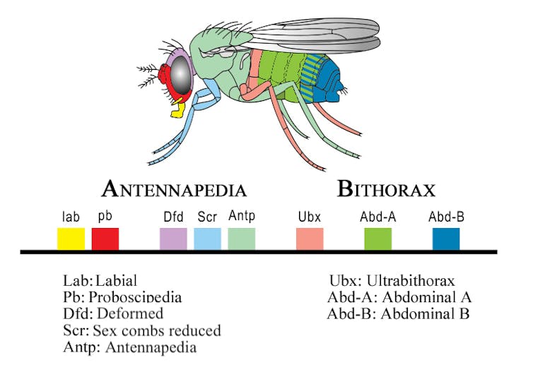 Diagram showing Drosophola Hox genes and their corresponding body parts.