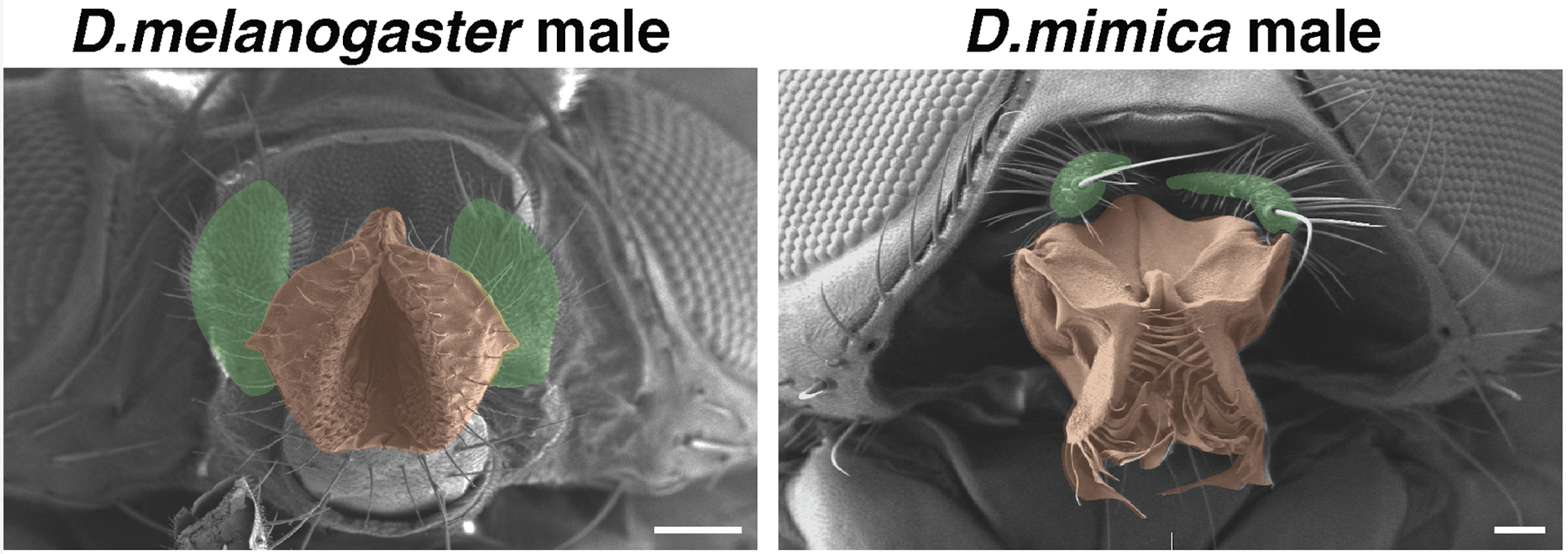 Side-by-side comparison of the mouthparts of the _D. mel_ and _D. mim_ fruit fly species.