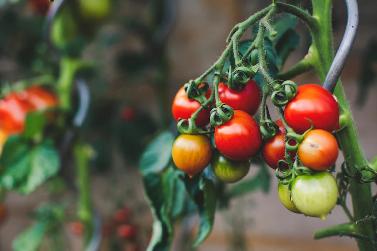 ripe cherry tomatoes. hang on the vine