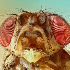 Seeing dead fruit flies is bad for the health of fruit flies – and  neuroscientists have identified the exact brain cells responsible