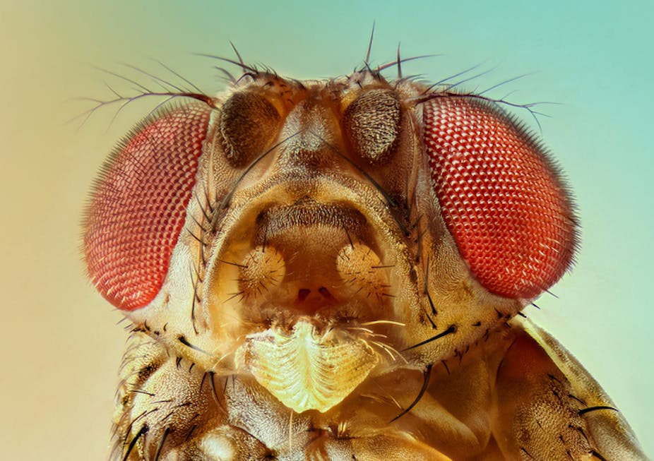 Close up of fruit fly head.