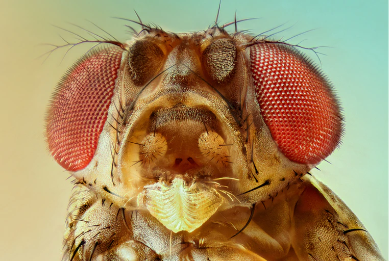 Close up of fruit fly head.