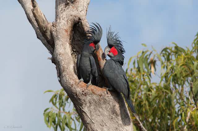 A breeding pair of Palm Cockatoos