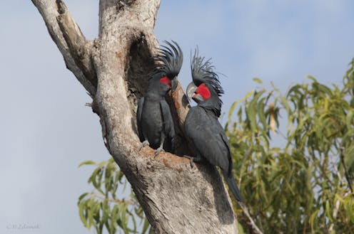 The 'Ringo Starr' of birds is now endangered – here’s how we can still save our drum-playing palm cockatoos