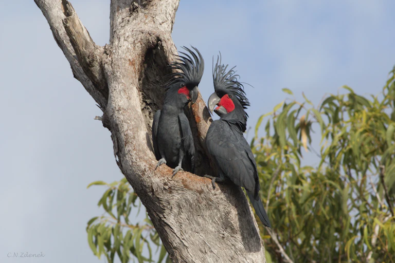A breeding pair of Palm Cockatoos