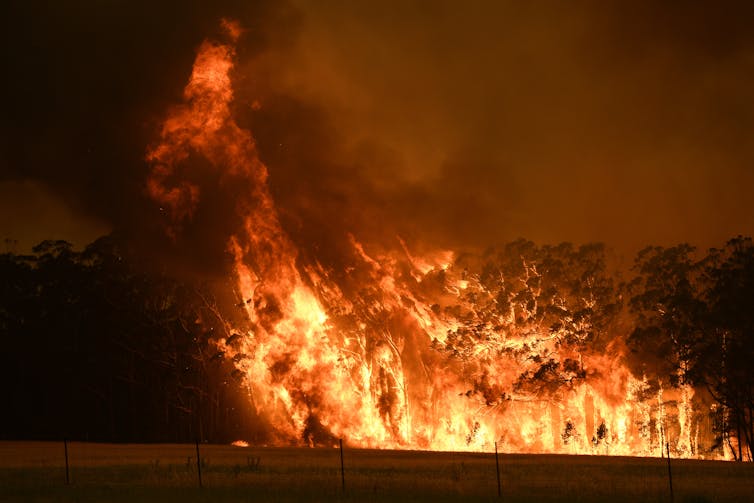 flames rise off trees into sky