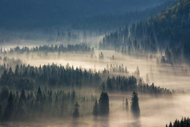 trees in misty valley
