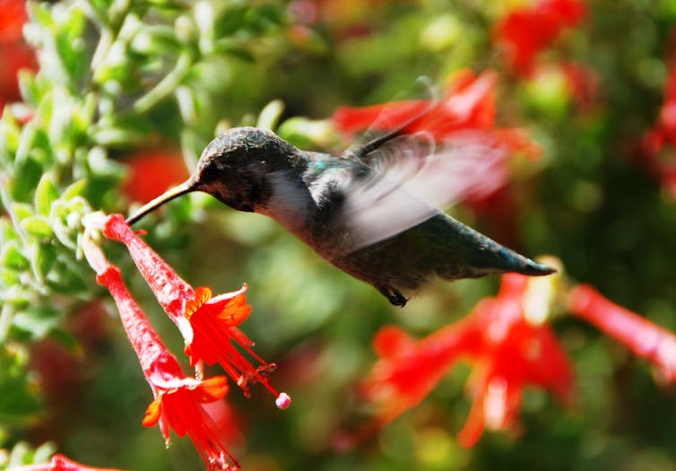 Hummingbird feeding from red flower
