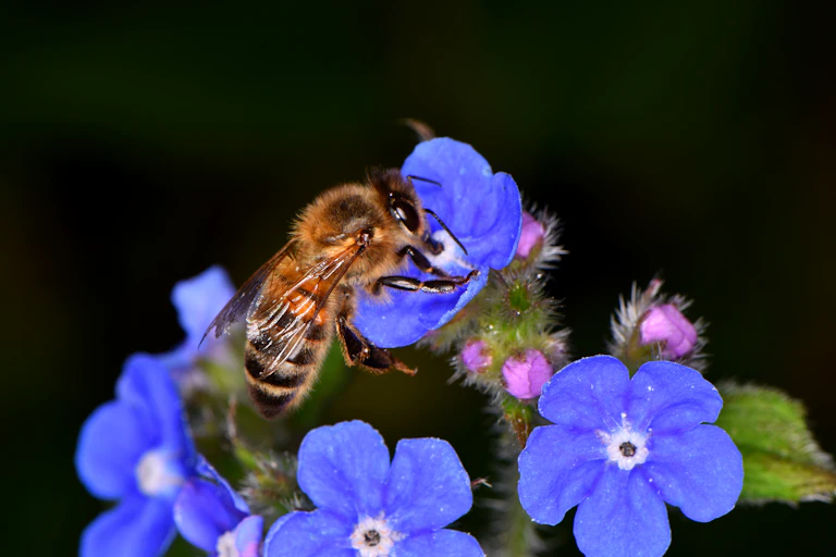 Honeybee on purple flower