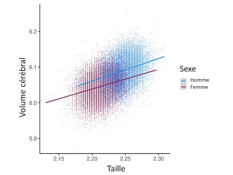 Volume du cerveau total en fonction de la taille