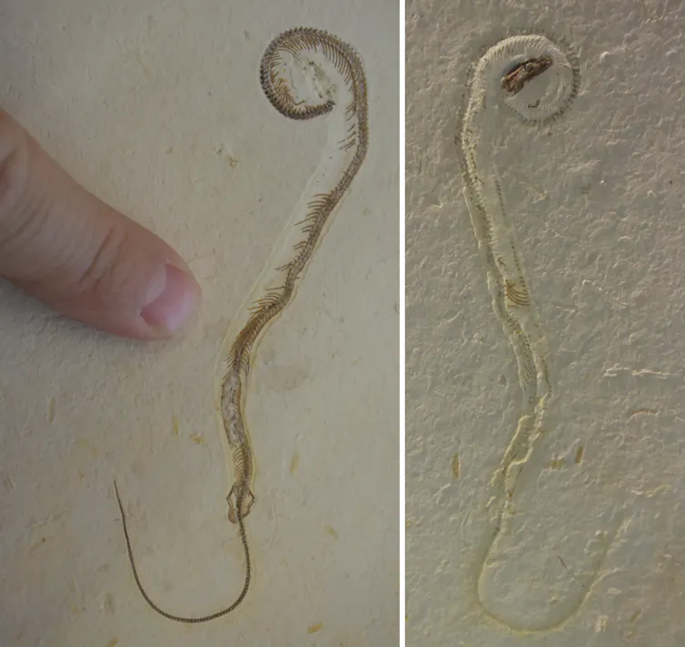 A photograph of two sides of the fossil of a snake-like lizard