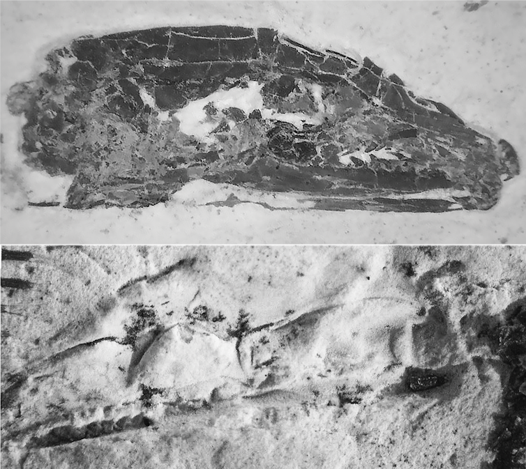 The skull of the snake-like lizard, mostly the bones of the left side of the head, and the natural mould of the right side of the head