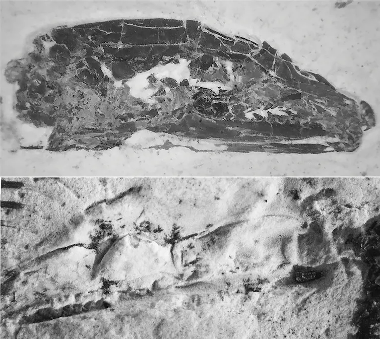 The skull of the snake-like lizard, mostly the bones of the left side of the head, and the natural mould of the right side of the head