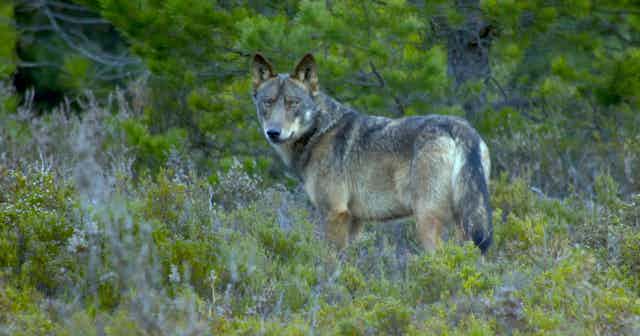 Cómo convivir con grandes depredadores: Lecciones desde zonas rurales de  España habitadas por lobos