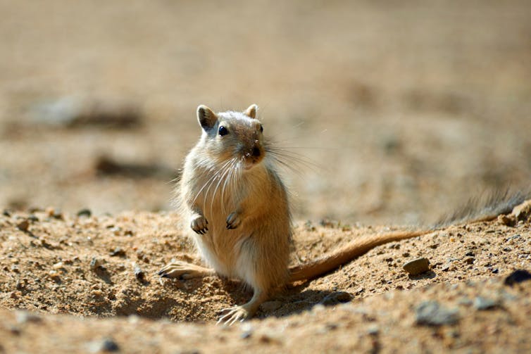 Close-up of great gerbil standing alert on rocky dirt.