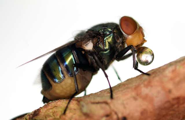fly with a bubble of liquid on its mouth