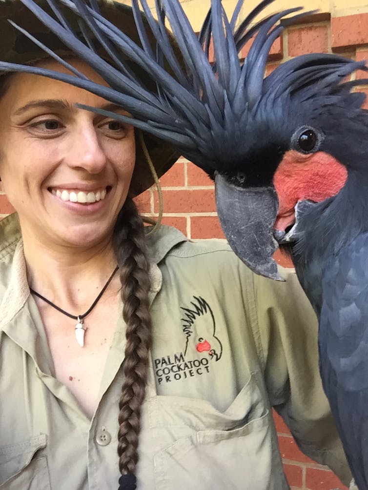 Scientist with palm cockatoo