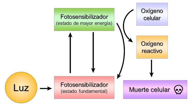 Mecanismo de acción da terapia fotodinámica. Fonte: elaboración propia. Enrique Ortega- Forte.