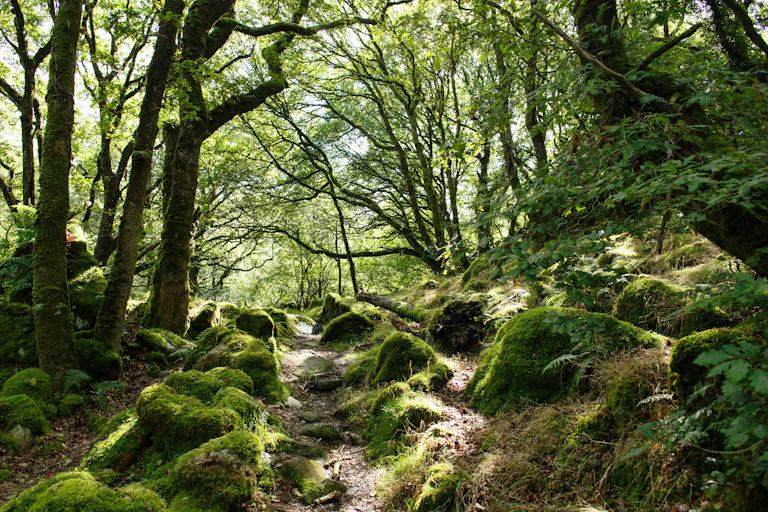 Mossy forest