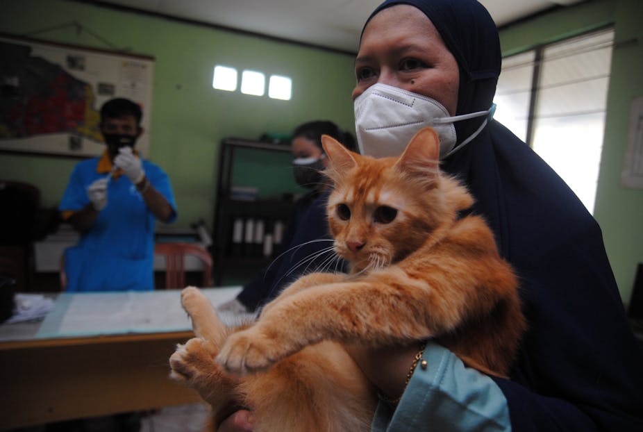 Seorang perempuan menggendong kucing