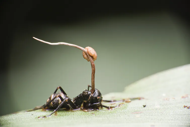 Image of an ant with Cordyceps.