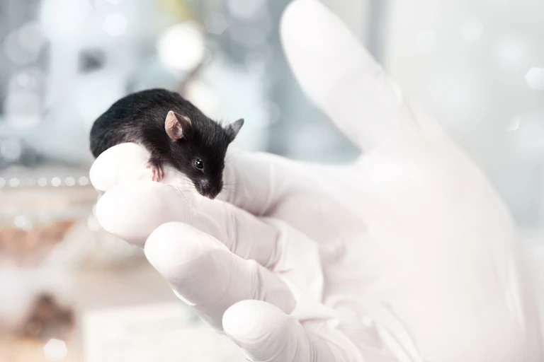 Ratón de laboratorio sobre una mano enguantada.