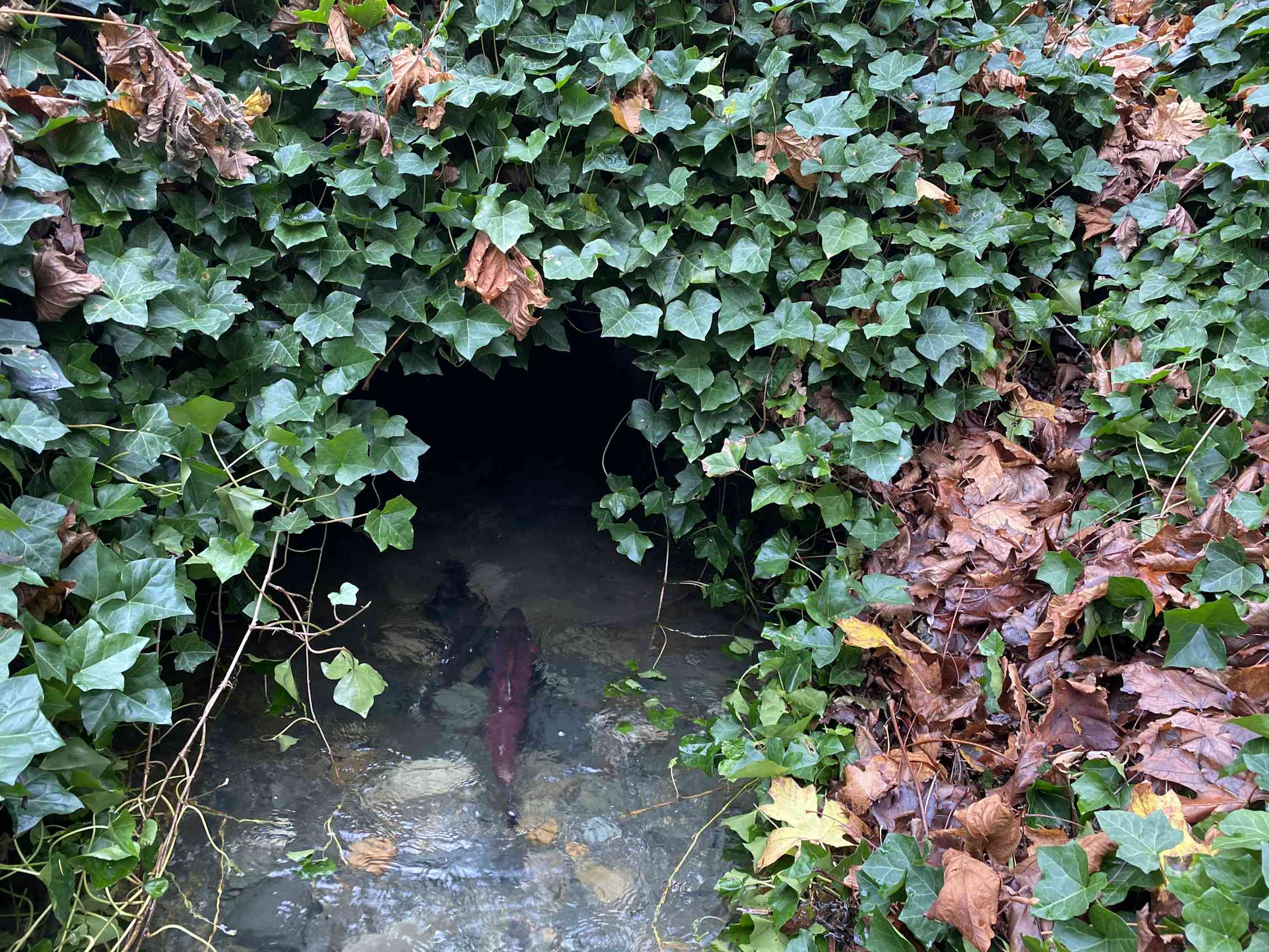 Infrastructure matters for wildlife too | Greenbiz Infrastructure matters for wildlife too | Greenbiz