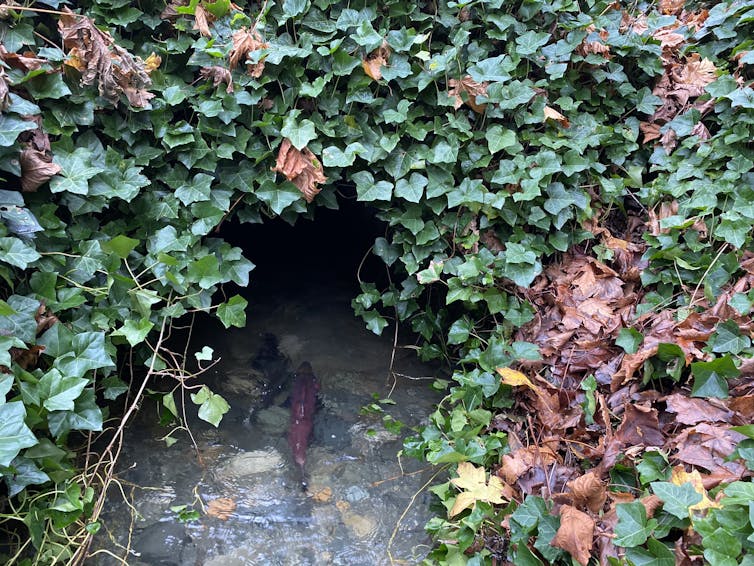 Fish swims into a passageway underneath a bank covered with ivy.