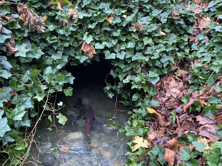 Fish swims into a passageway underneath a bank covered with ivy.