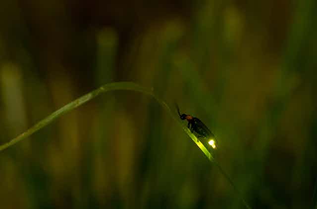 A firefly