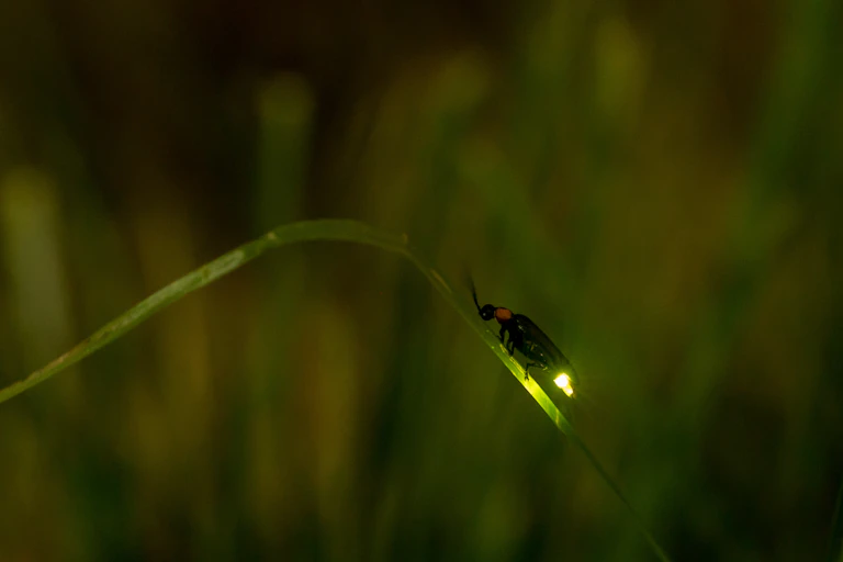 A firefly