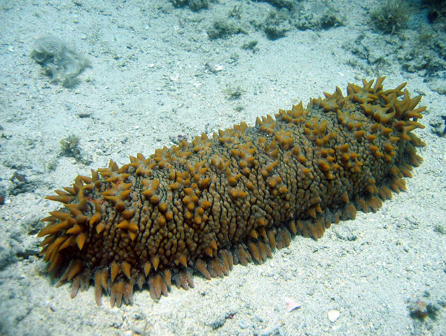 Sea cucumbers are so popular in Asia they face extinction
