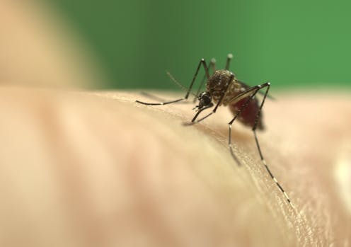 How can the bite of a backyard mozzie in Australia make you sick?