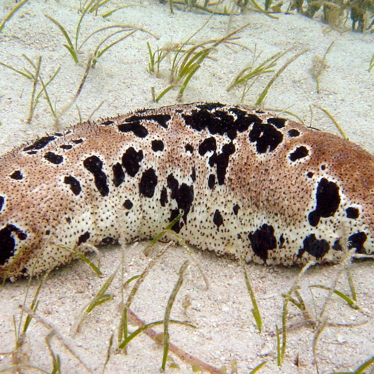 Sea cucumbers are so popular in Asia they face extinction