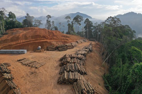 Deforestation can raise local temperatures by up to 4.5℃ – and heat untouched areas 6km away